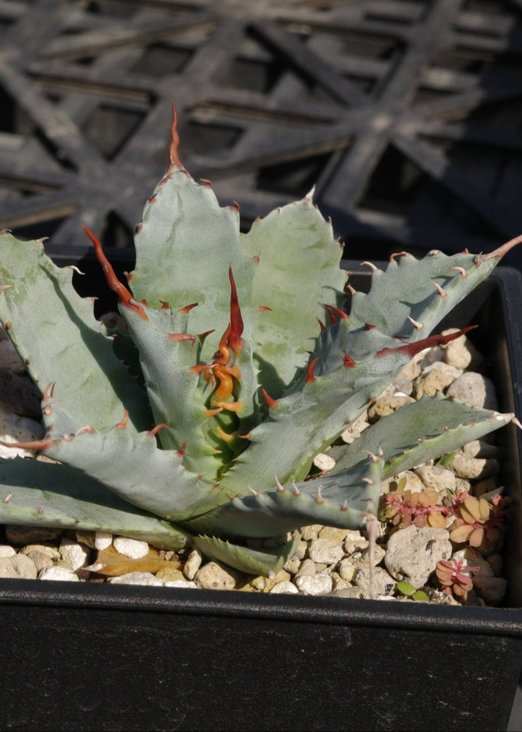 【交種】妖炎 X 特白肌甲蟹 Agave utahensis x Agave isthmensis