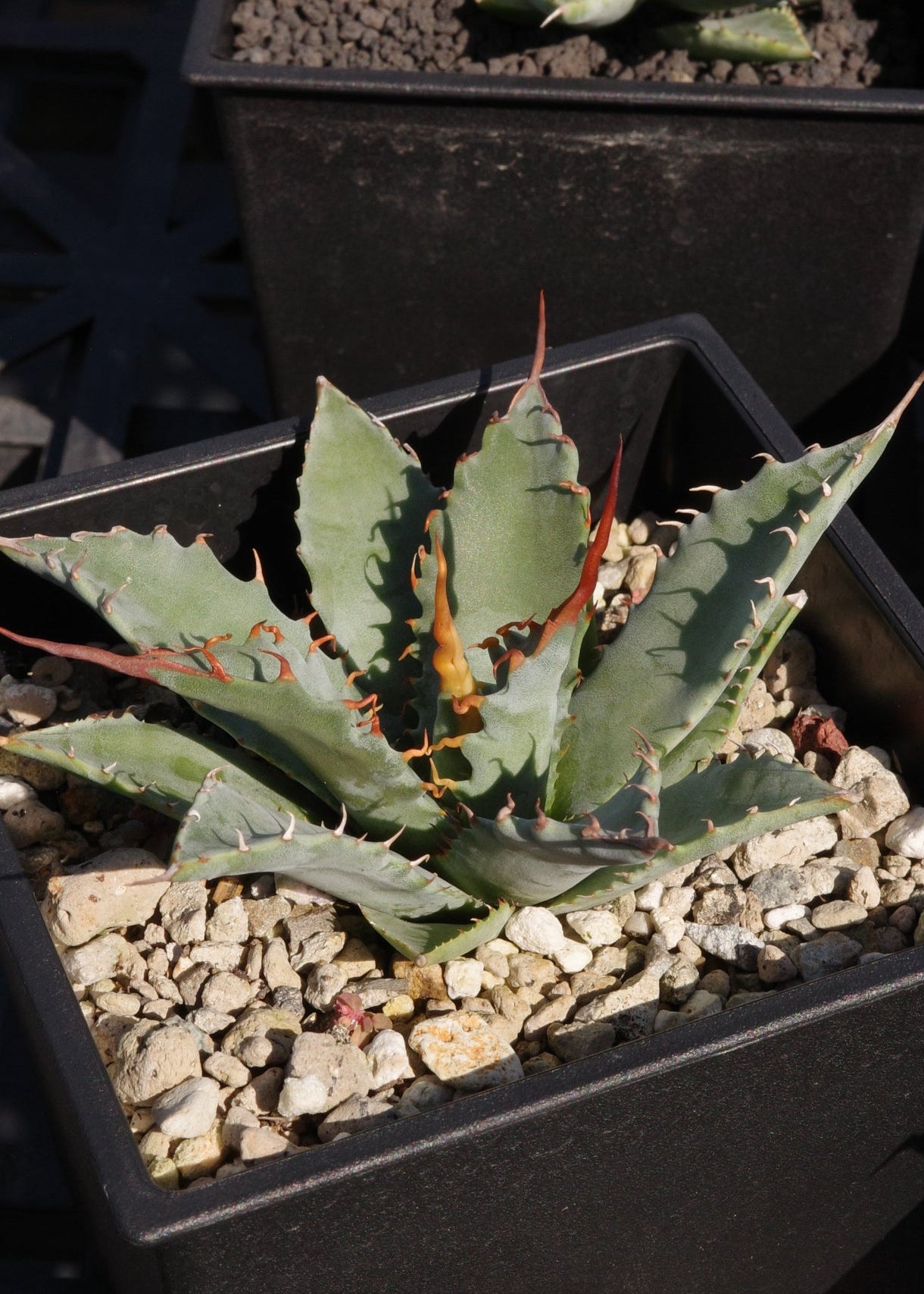 【交種】妖炎 X 特白肌甲蟹 Agave utahensis x Agave isthmensis