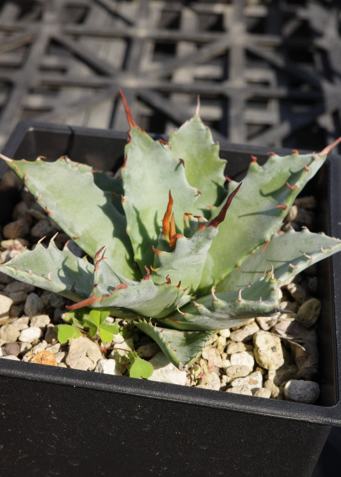 【交種】妖炎 X 特白肌甲蟹 Agave utahensis x Agave isthmensis