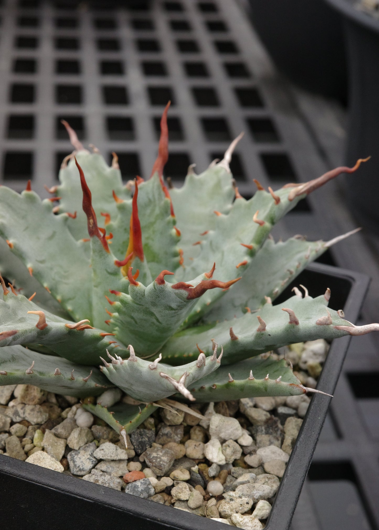 【交種】妖炎 X 特白肌甲蟹 Agave utahensis x Agave isthmensis
