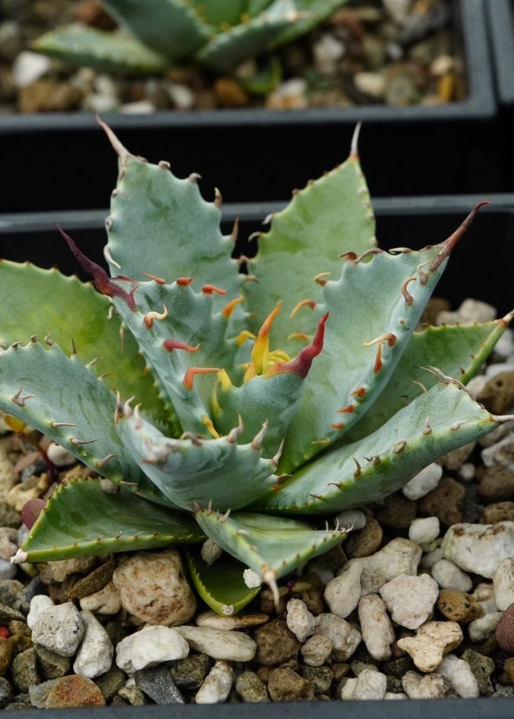 【交種】妖炎 X 特白肌甲蟹 Agave utahensis x Agave isthmensis