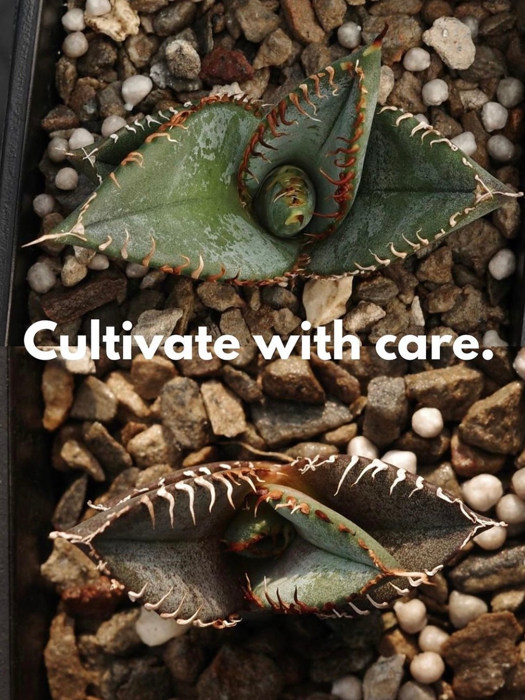 【嚴龍】綠皮嚴龍實生 Agave Oteroi