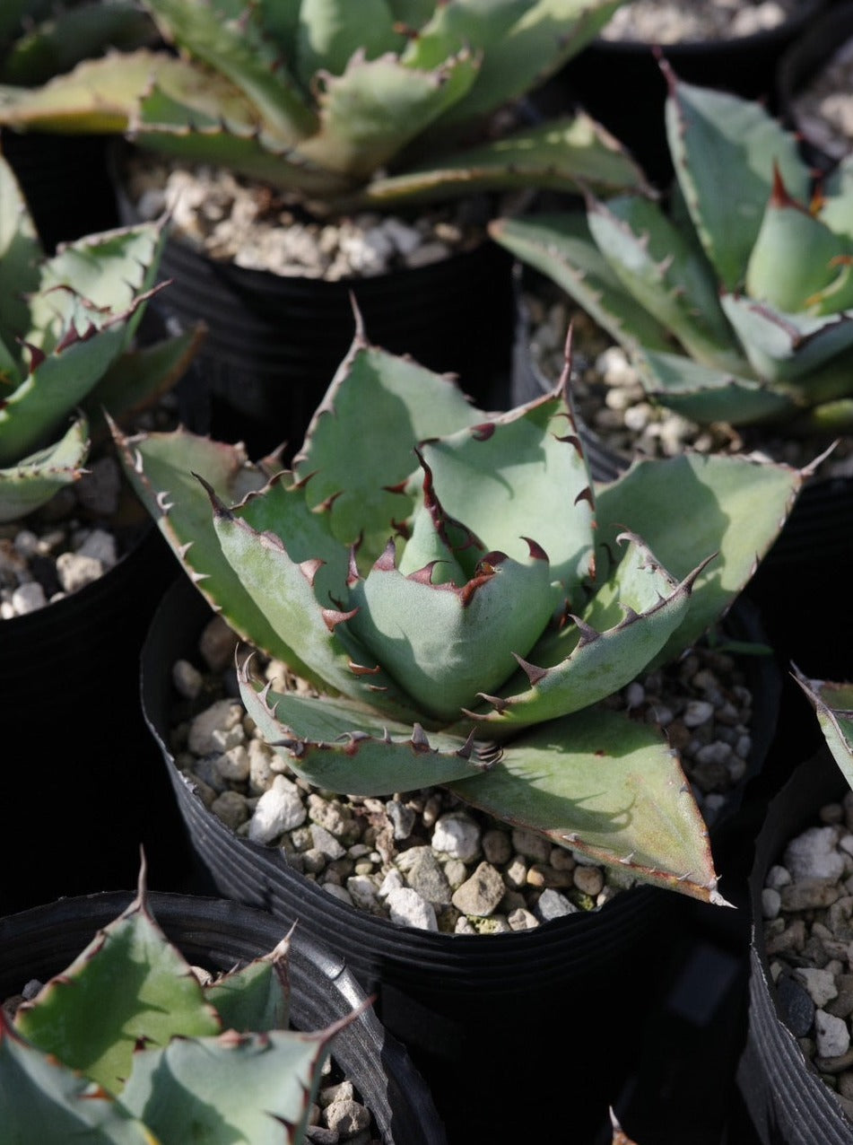 【交種】雷神 X 嚴龍 Agave potatorum x Agave titanota