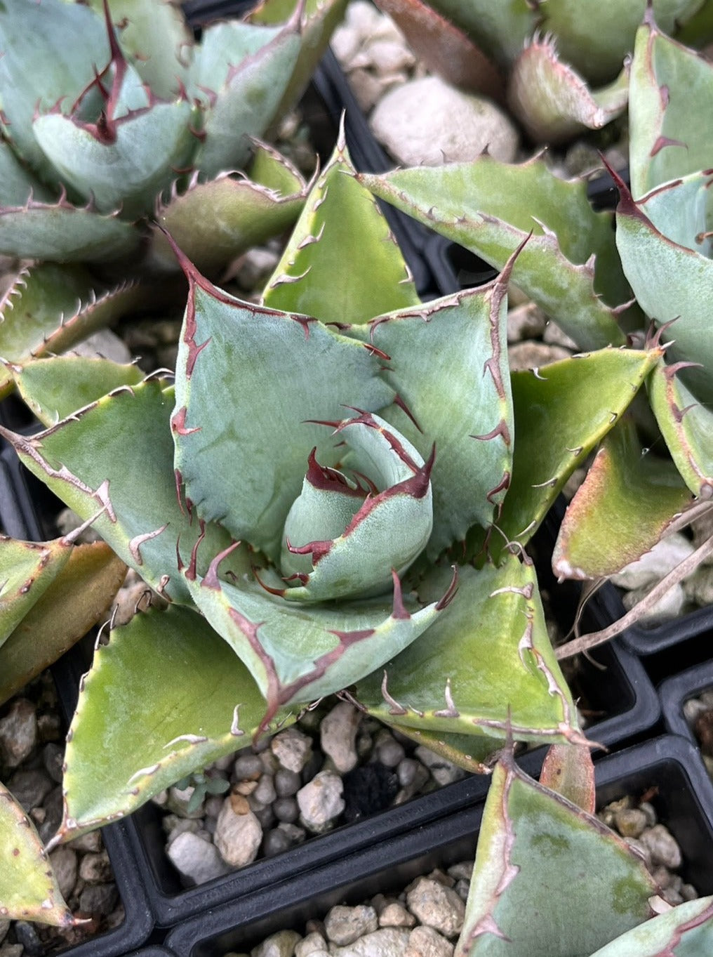 【交種】雷神 X 嚴龍 Agave potatorum x Agave titanota