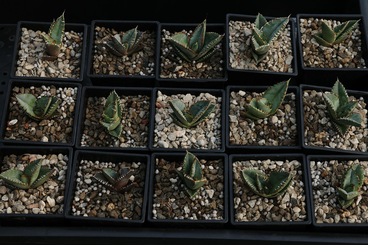 【嚴龍】綠皮嚴龍實生 Agave Oteroi