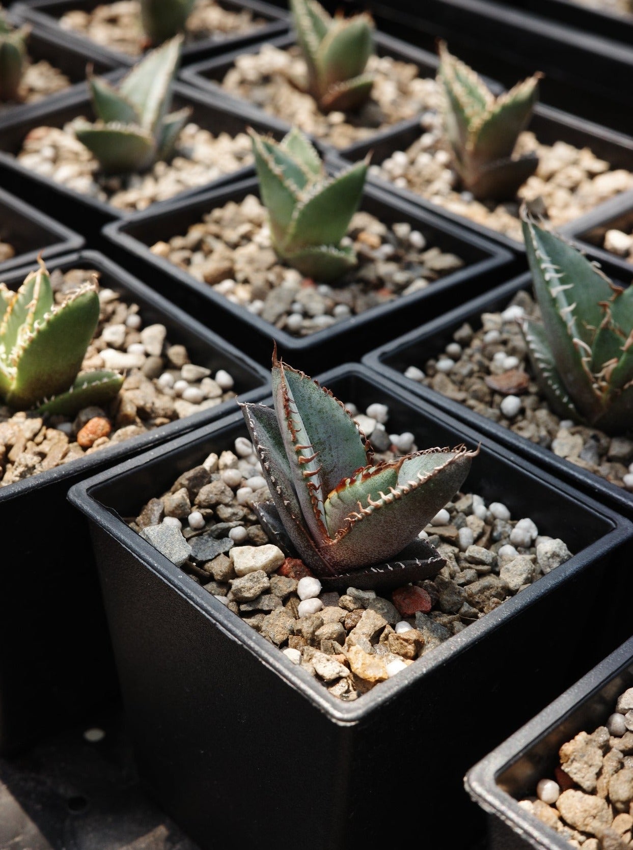 【嚴龍】綠皮嚴龍實生 Agave Oteroi