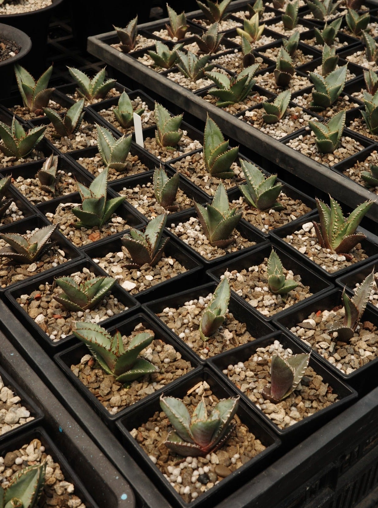 【嚴龍】綠皮嚴龍實生 Agave Oteroi