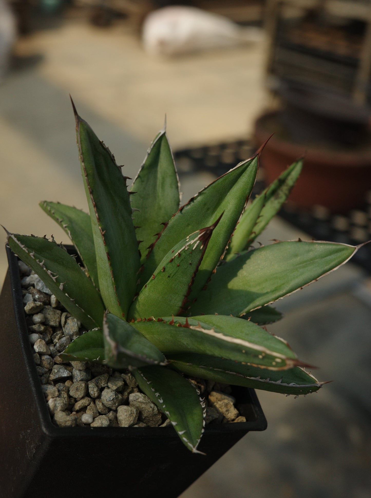 【交種】笹之雪 X 嚴龍 Agave victoriae-retinae x Agave titanota