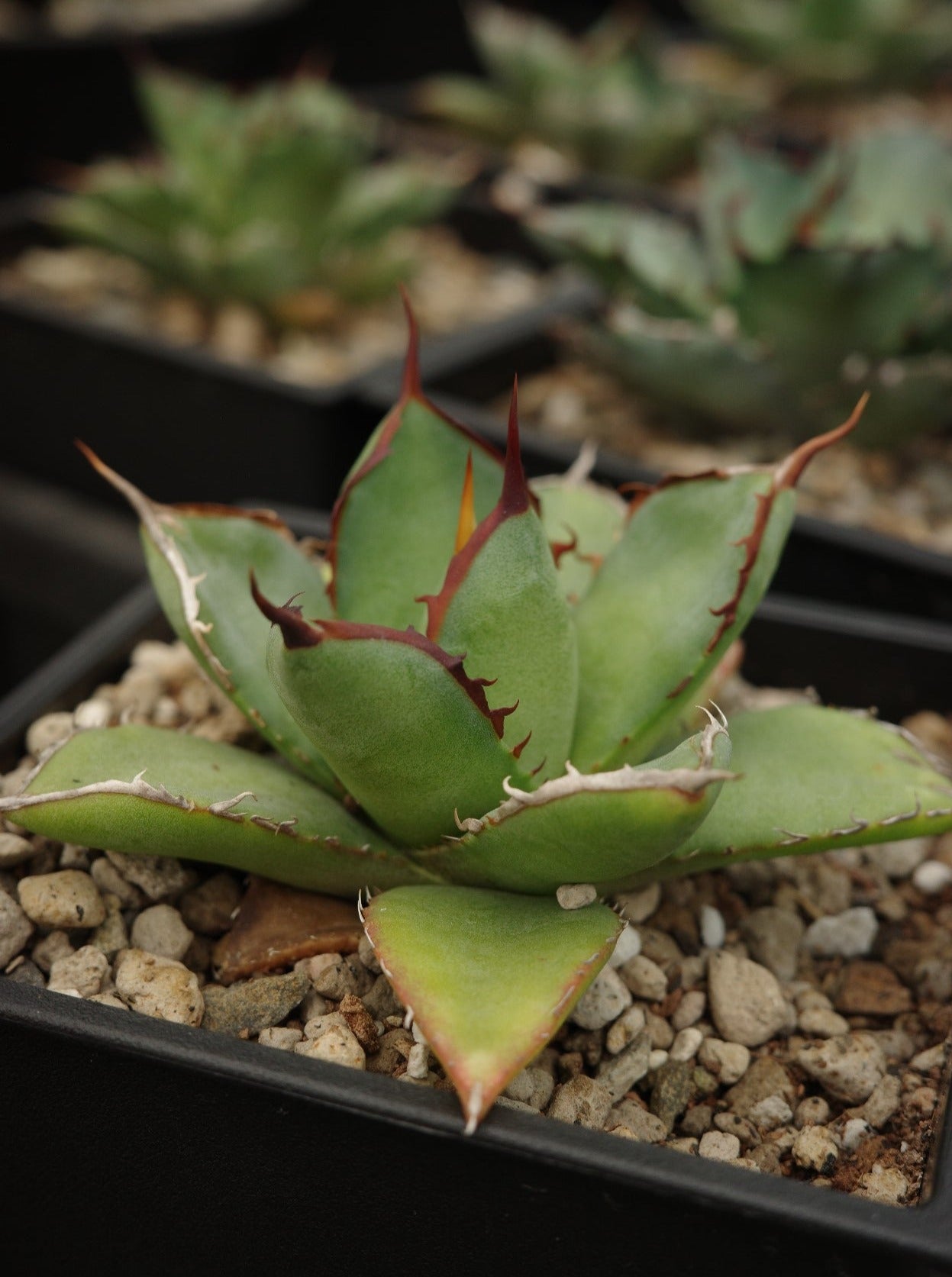 【交種】曙光 X 嚴龍 Agave xleopodii hybrid x Agave titanota