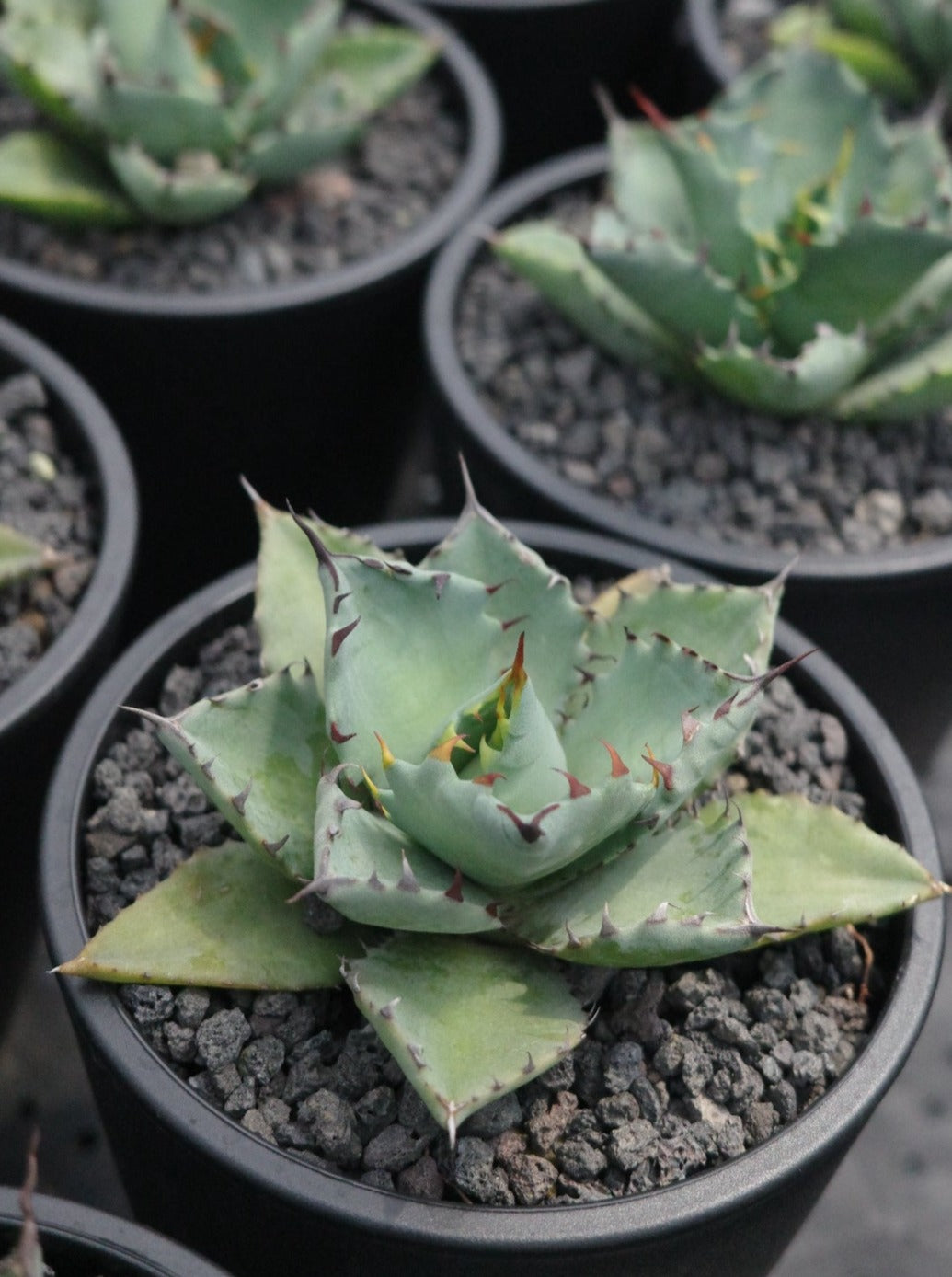 【交種】雷神 X 嚴龍 Agave potatorum x Agave titanota