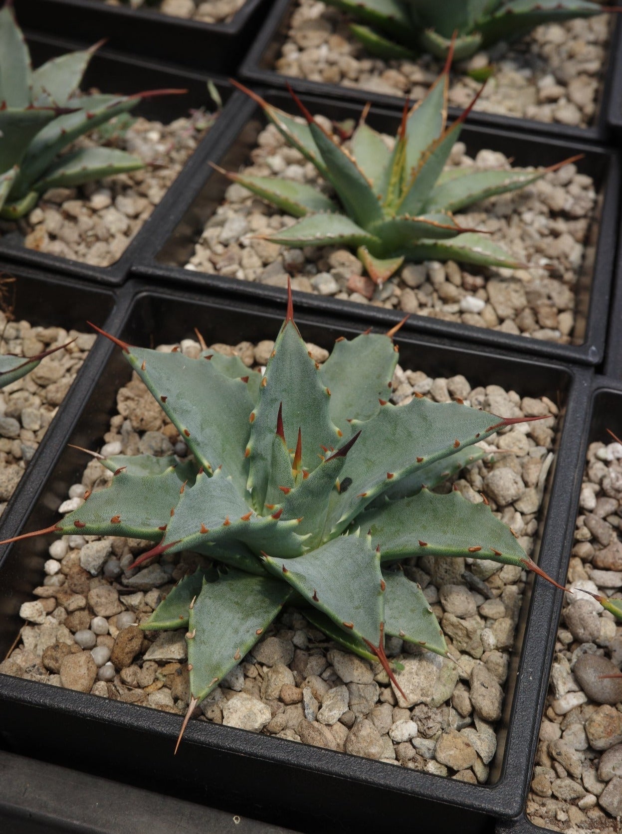 【交種】曙光 X 妖炎 Agave xleopodii hybrid x Agave utahensis var. nevadensis