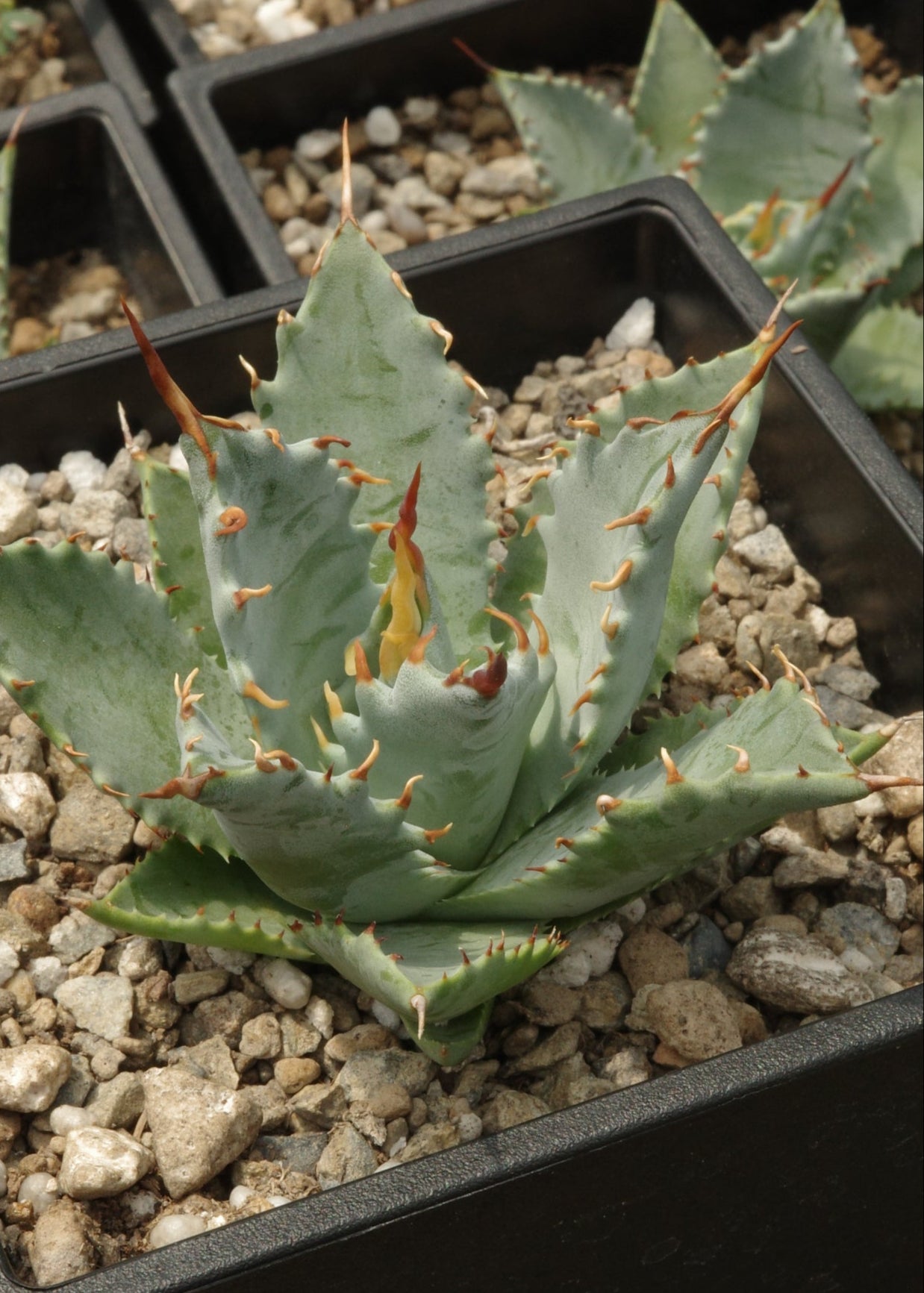【交種】妖炎 X 特白肌甲蟹 Agave utahensis x Agave isthmensis