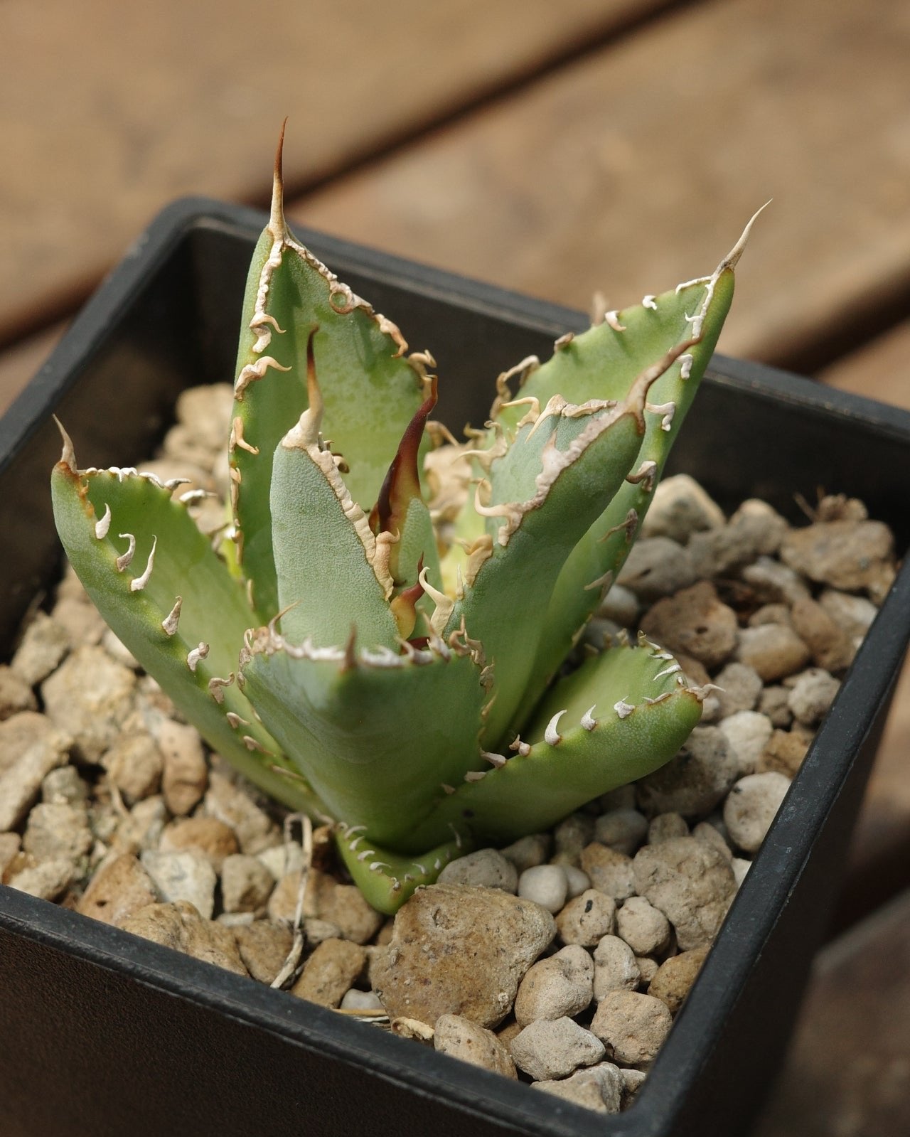 【交種】妖炎 X 姬嚴龍 Agave utahensis x Agave titanota ‘dwarf'