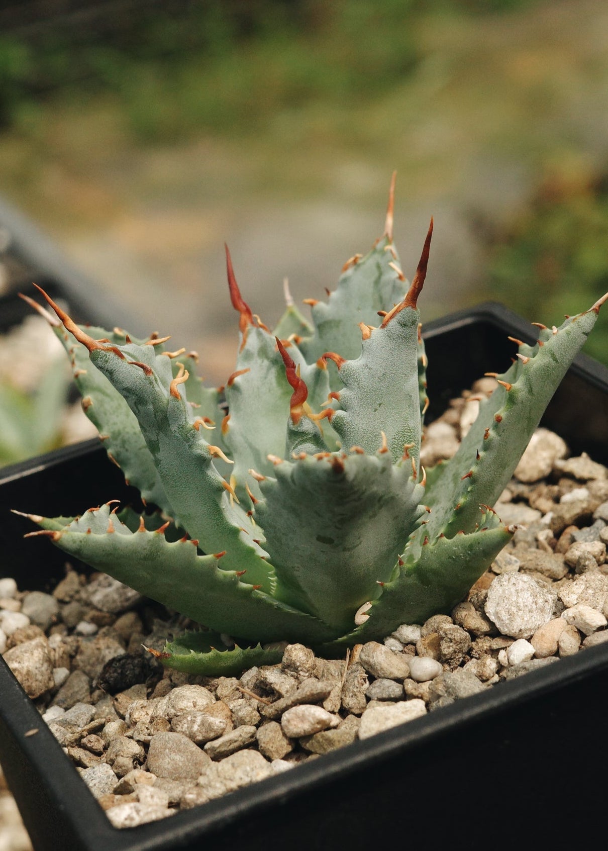 【交種】妖炎 X 特白肌甲蟹 Agave utahensis x Agave isthmensis