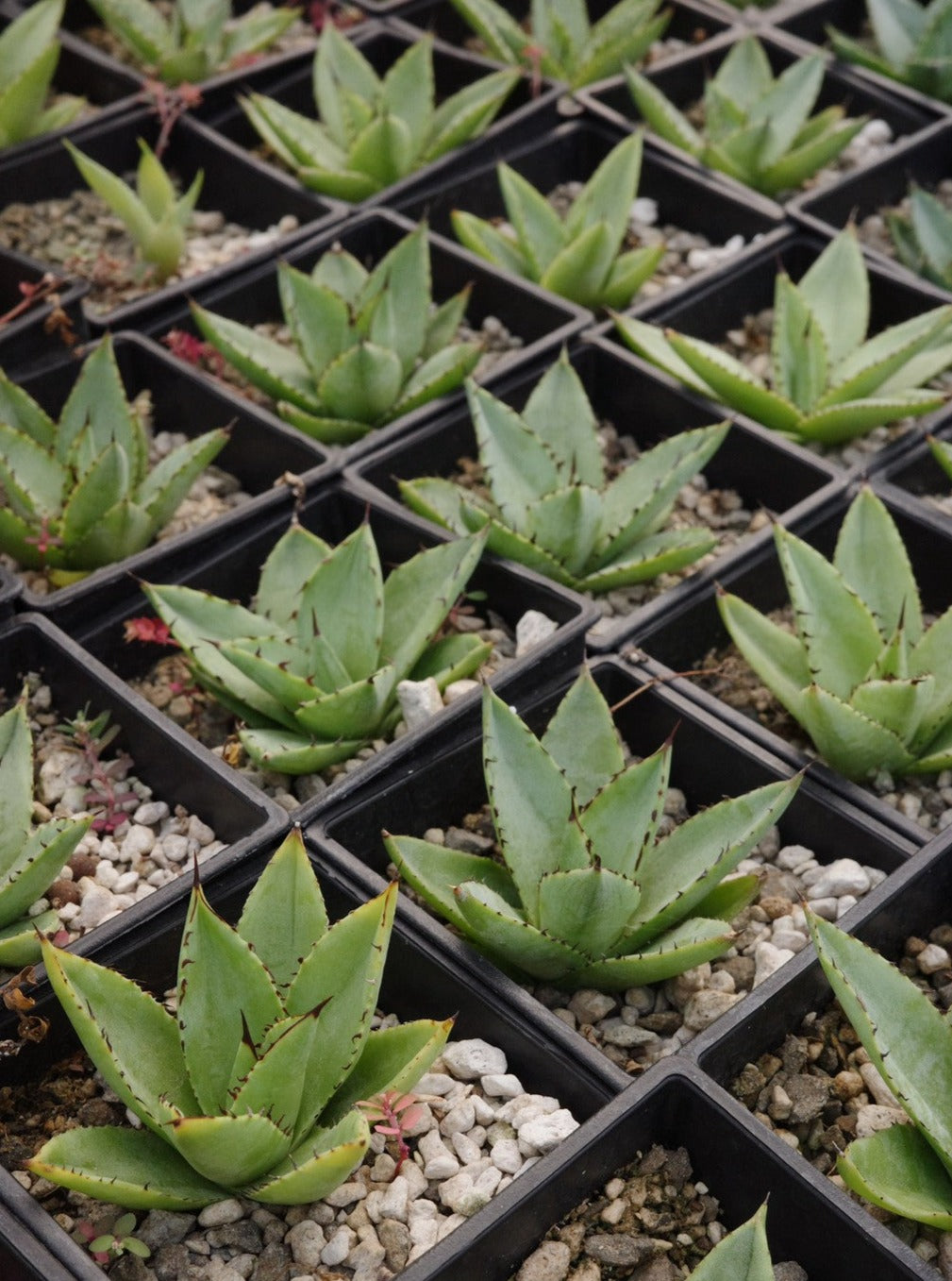 【交種】雷神 X 笹之雪 Agave potatorum x Agave victoriae-reginae