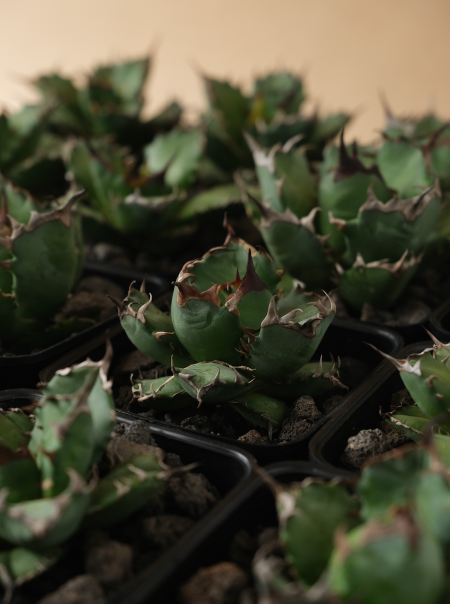姬嚴龍 Agave titanota 'Dwarf'