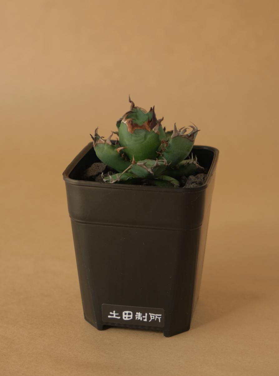 姬嚴龍 Agave titanota 'Dwarf'