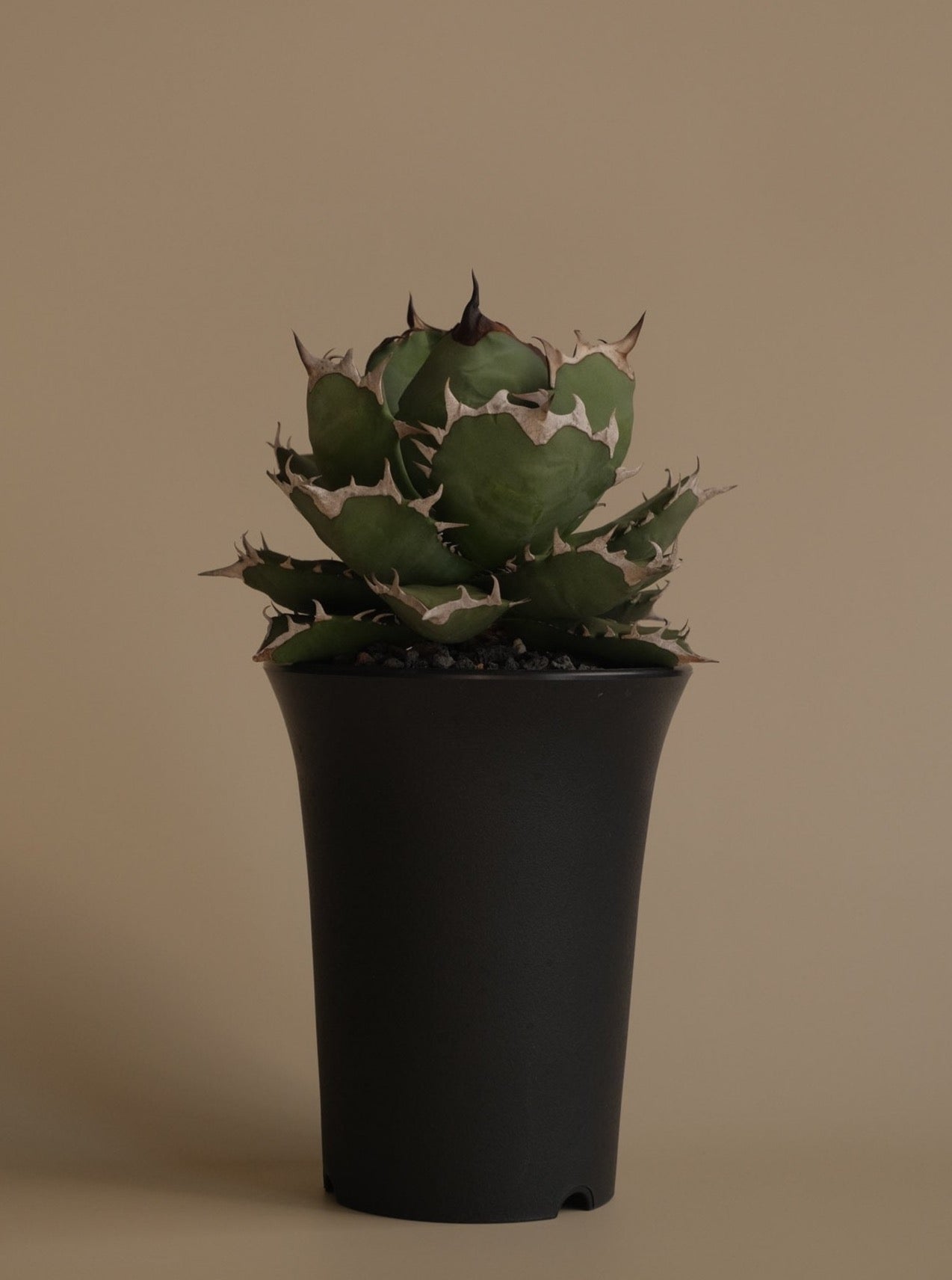 姬嚴龍 Agave titanota 'Dwarf'