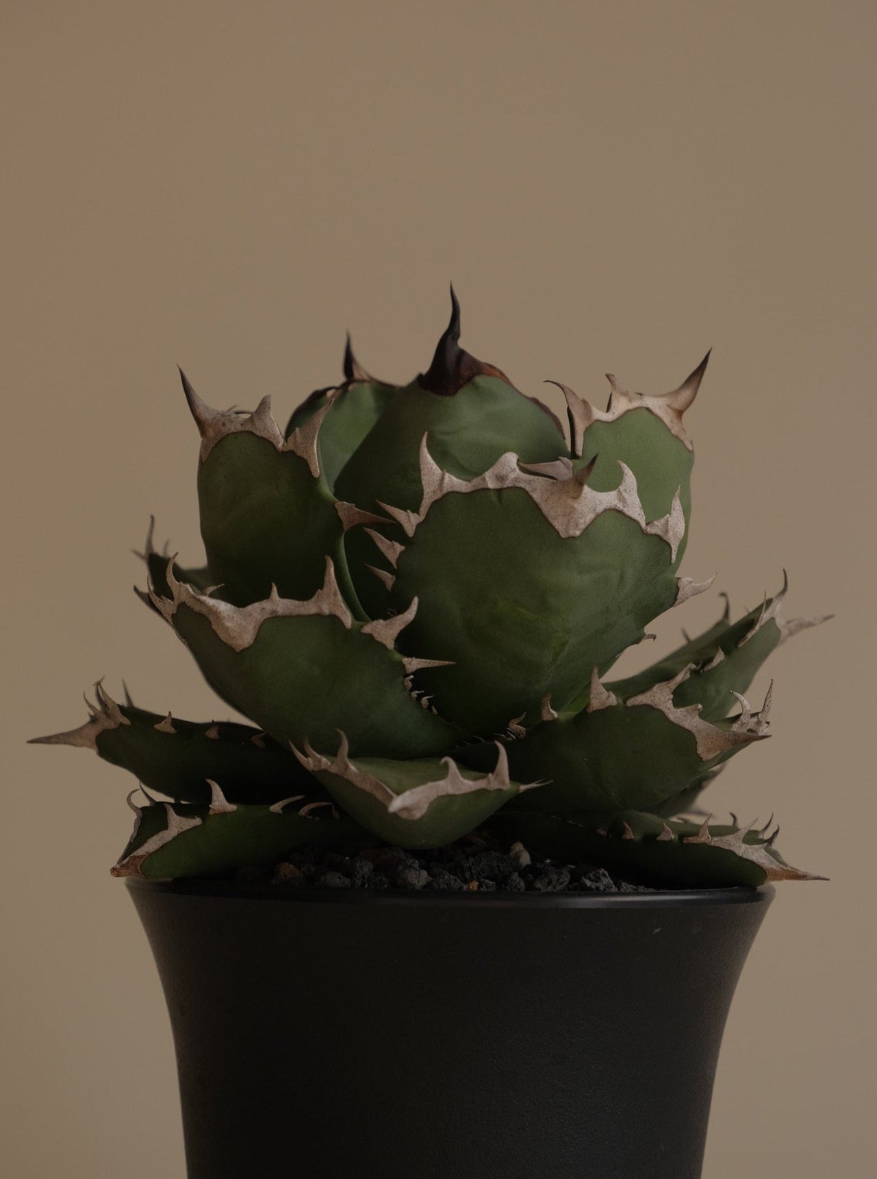 姬嚴龍 Agave titanota 'Dwarf'