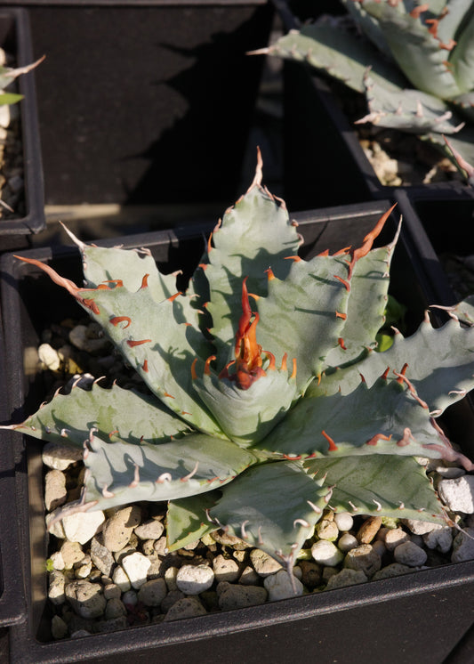 【交種】妖炎 X 特白肌甲蟹 Agave utahensis x Agave isthmensis