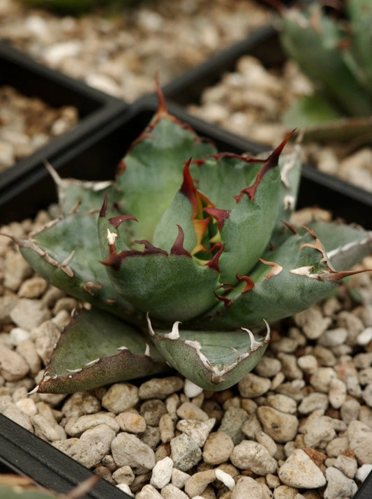 【交種】曙光 X 嚴龍 Agave xleopodii hybrid x Agave titanota